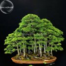 Bonsai Metasequoia Dawn Redwood Ornamental 50 potted indoor office purify the...