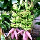 Double Mahoi Musa Banana Tree Small Rooted Starter Plant