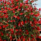 Red Cluster Bottlebrush Callistemon Citrinus Small Rooted Starter Plant
