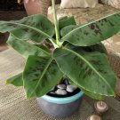 Truly Tiny Musa Banana Plant Live Musa Banana "Starter" Plant Usa Seller