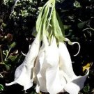 Shredded White Angel Trumpet Brugmansia Tropical Plant Fancy Unique Bloom