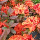 Fireball Azalea Rhododendron Well Rooted Starter Plant