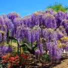 Blue Moon Wisteria Macrostachys Tree Well Rooted Starter Plant