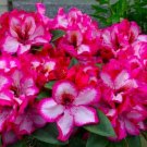 Pomegranate Splash Rhododendron Well Rooted Starter Plant May Be Dormant