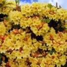 Nancy Evans Rhododendron Well Rooted Starter Plant May Be Dormant