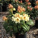 Holden'S Solar Flair Rhododendron Well Rooted Starter Plant May Be Dormant