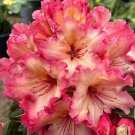 Fire Rim Rhododendron Well Rooted Starter Plant May Be Dormant