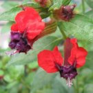 Batfacecuphea Iiaveaaka Georgia Scarletsmall Rooted Starter Plantrare Htf