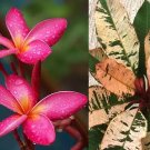 Red Variegated Leaf Plumeria Rubra Frangipani Plant Fully Rooted & Grafted