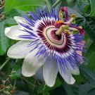 Becky'S Blue & White Caerulea Passiflora Passion Fruit "Starter" Plant