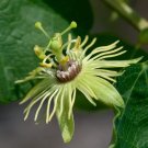 Yellow Lutea Passiflora Passion Fruit "Starter" Plant