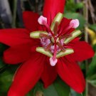 Vine Red Vitifolia Passiflora Passion Fruit "Starter" Plant