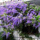 Queens Wreathpetrea Volubilissandpaper Bluebird Vinerooted "Starter" Plant