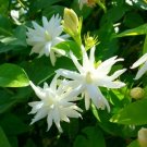 4" Pot "Belle Of India Jasmine" Jasminum Sambac Double Intensely Fragrant