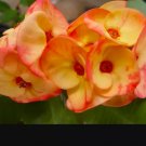 Chan Songlahcrown Of Thorns Euphorbia Miliichrist Plantstarter Plant