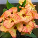 Chandra Yellowcrown Of Thorns Euphorbia Miliichrist Plantstarter Plant