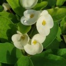 Udomsabcrown Of Thorns Euphorbia Miliichrist Plantstarter Plant