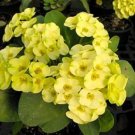 Greenlandcrown Of Thorns Euphorbia Miliichrist Plantstarter Plant