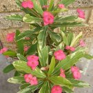 Pink Variegatedcrown Of Thorns Euphorbia Miliichrist Plantstarter Plant
