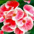 Queen Millionaircrown Of Thorns Euphorbia Miliichrist Plantstarter Plant
