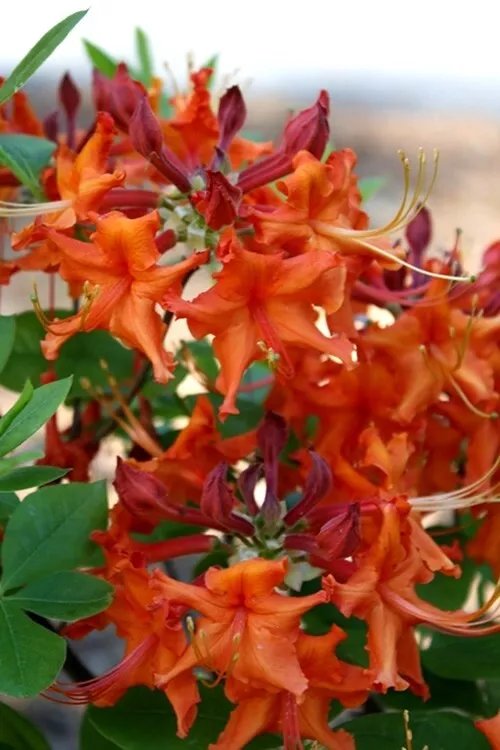 Red Pepper Aromi Azalea Rhododendron Deciduous Starter Plant May Be Dormant