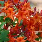 Red Pepper Aromi Azalea Rhododendron Deciduous Starter Plant May Be Dormant