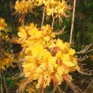 Escatawpa Aromi Azalea Rhododendron Deciduous Starter Plant May Be Dormant