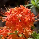 Tom Dodd Jr Aromi Azalea Rhododendron Deciduous Starter Plant May Be Dormant