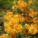 Dancing Rabbit Aromi Azalea Rhododendron Deciduous Starter Plant May Be Dormant