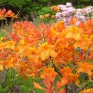 Tipsy Tangerine Aromi Azalea Rhododendron Deciduous Starter Plant May Be Dormant