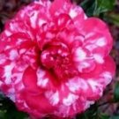 Faith Variegated Unique Bloomcamellia Japonica Live Starter Plant Usa Seller