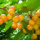 Yellow Jamaican Cherry Tree Muntingia Calabura Rooted Starter Plant