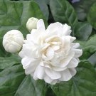 4" Pot Grand Duke Of Tuscany Jasmine Jasminum Sambac Extremely Fragrant