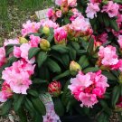 Yaku Princess Azalea Rhododendron Starter Plant Varying Shades Of Pink