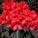 Jean Marie De Montague Rhododendron Large Rooted Plant Blood Red Ruffled Blooms
