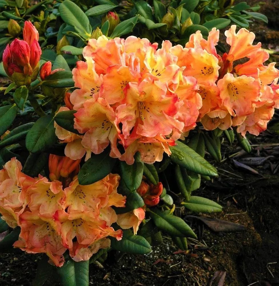 Honey Butter Azalea Rhododendron Starter Plant May Be Dormant