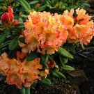 Honey Butter Azalea Rhododendron Starter Plant May Be Dormant