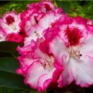 Cherry Cheesecake Azalea Rhododendron Large Rooted Plant May Be Dormant