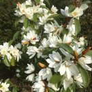 Fairy White Michelia Doltsopa Magnolia Tree White Fragrant Blooms Well Rooted