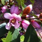 Fairy Blush Michelia Doltsopa Magnolia Tree Pink Fragrant Blooms Well Rooted