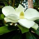 Kay Parris Evergreen Southern Magnolia Grandifolia 20 28 Inch Tall Fragrant