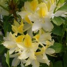 Northern Hi Lights Azalea Rhododendron Hybrid Starter Plant May Be Dormant
