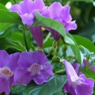 Saritaea Magnifica Glow Vine Rooted Starter Plant Extremely Rare Plant