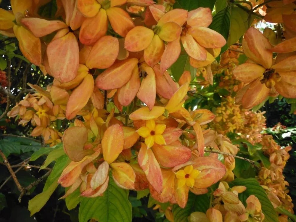 Orange/Peach Mussaenda Starter Plant Aka The Tropical Dogwood Plant