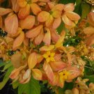 Orange/Peach Mussaenda Starter Plant Aka The Tropical Dogwood Plant