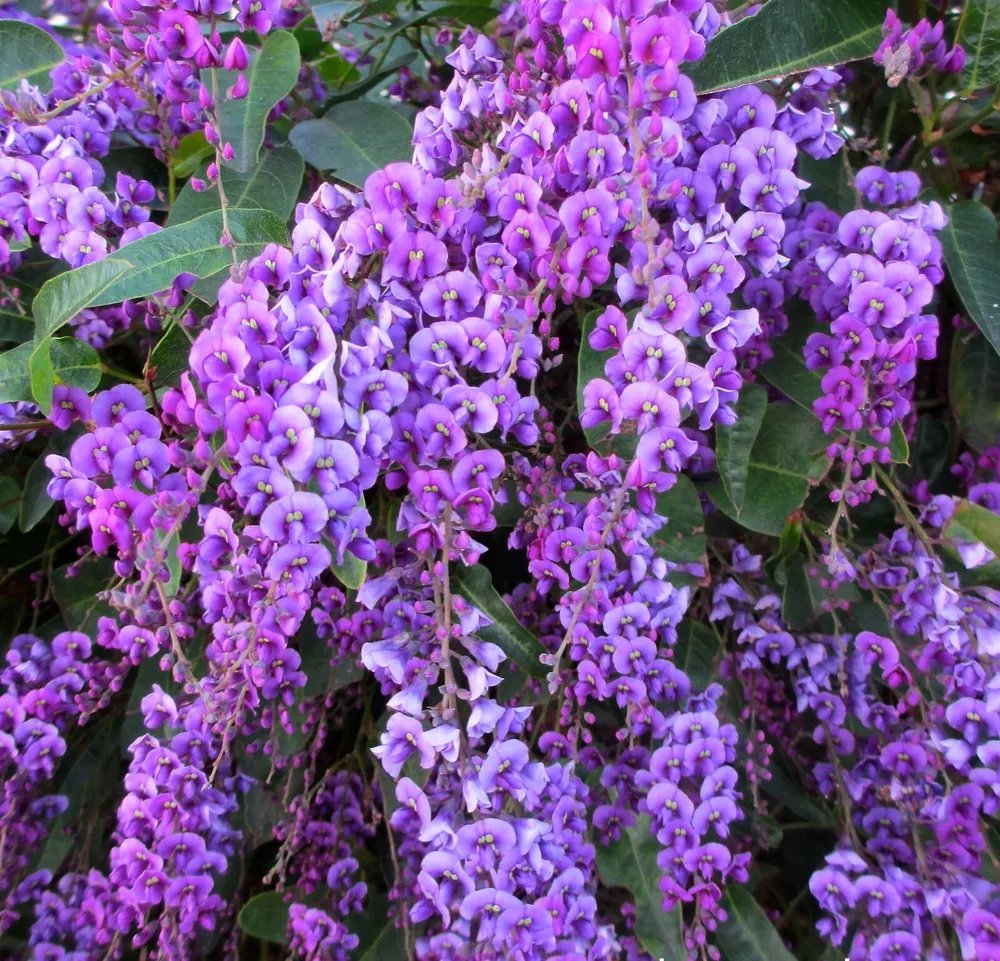 Happy Wanderer Hardenbergia Rooted Starter Plant Extremely Rare Plant