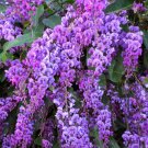 Happy Wanderer Hardenbergia Rooted Starter Plant Extremely Rare Plant