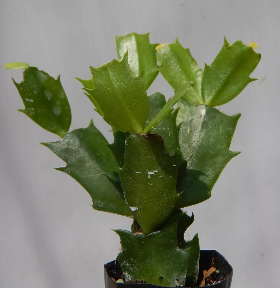 Christmas Cactus/Thanksgiving Cactus Starter Plant Schlumbergera Truncata Set #2