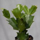 Christmas Cactus/Thanksgiving Cactus Starter Plant Schlumbergera Truncata Set #2