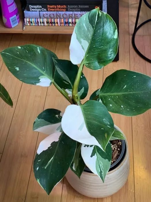White Princess Variegated Philodendron Small Rooted Starter Plant Extremely Rare